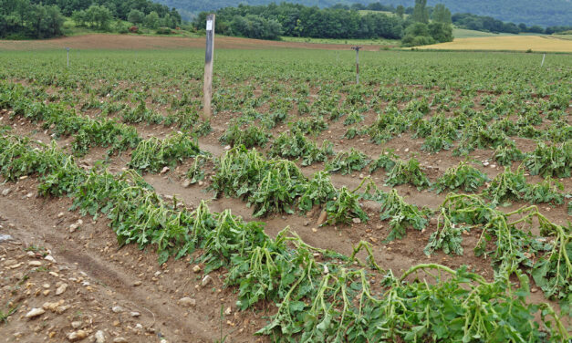 Las trombas de agua y granizo dejan daños importantes en cultivos en zonas de Montaña Alavesa