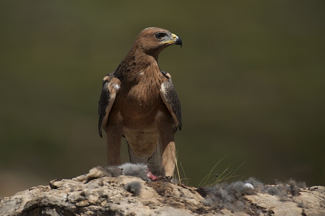 El águila de Bonelli se reproduce por primera vez en Montaña Alavesa después de cuatro décadas.