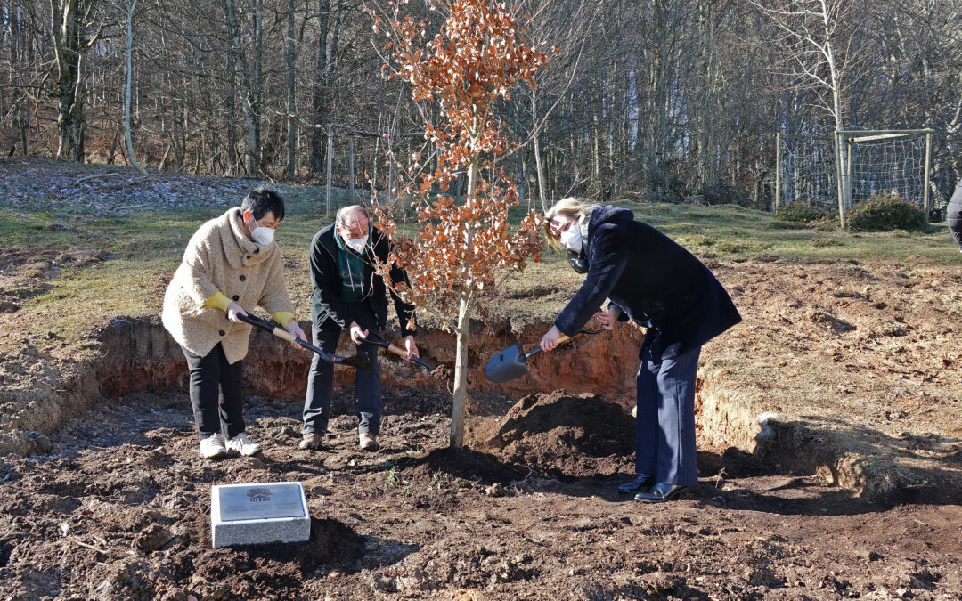Un retoño del Arbol de Gernika crece junto a la ermita de Santa Teodosia