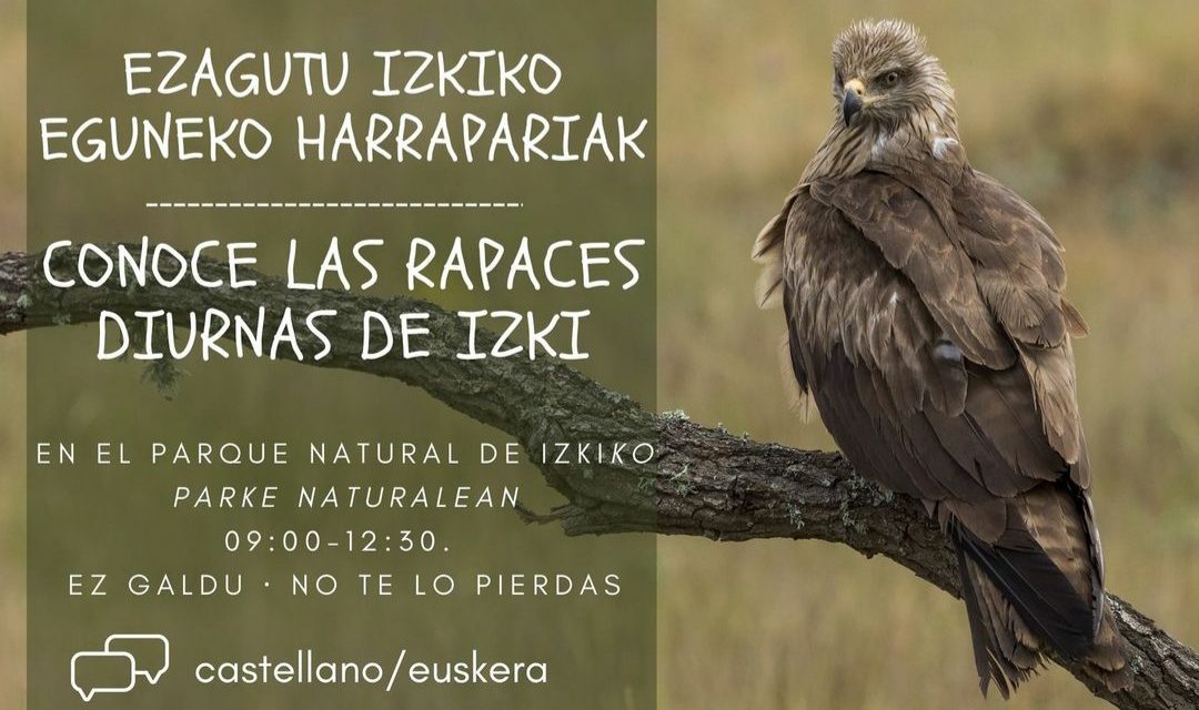 Conoce las rapaces diurnas de Izki. Ezagutu Izkiko eguneko harrapariak (Korres, apirilak 23 de abril)